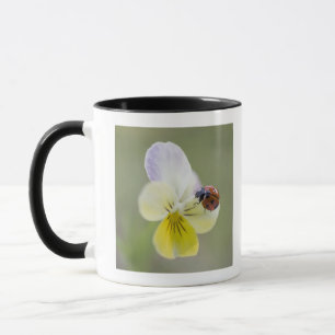 Mug Coccinelle sur la pensée Biei, Hokkaido, Japon