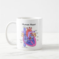 Coeur humain