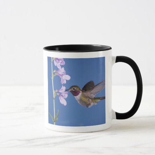 Mug Colibri à queue large, Selasphorus (Droite)