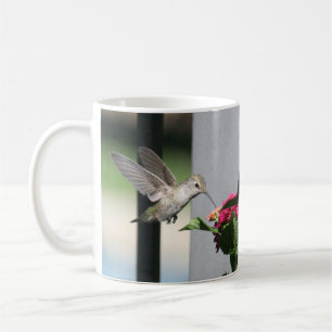 Mug Colibri, Musique