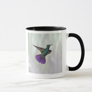 Mug Colibri Vert-breasted Anthracocorax de mangue