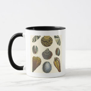 Mug Collection Conchology