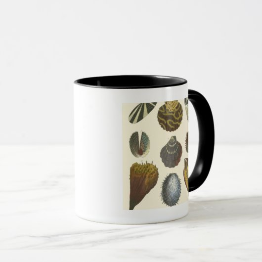Mug Collection Conchology (Devant droit)