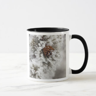 Mug cône de pin lodgepole en hiver à Yellowstone