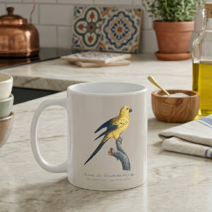 Mug Conure soleil ou Aratinga solstitialis