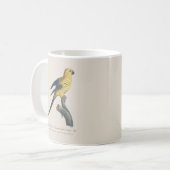 Mug Conure soleil ou Aratinga solstitialis (Devant gauche)