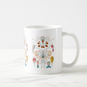 Mug Copepods