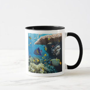 Mug Corail et poissons en Mer Rouge, Egypte