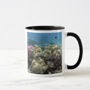 Mug Corail, récif d'Agincourt, Grande Barrière de cora