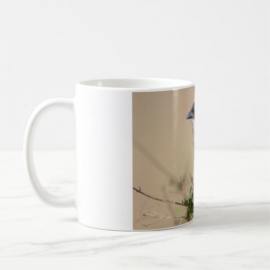 Mug Coucal de Burchell (Gauche)