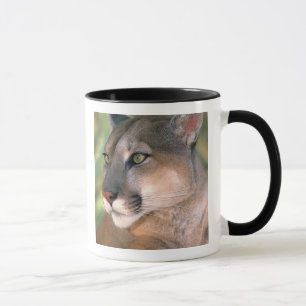 Mug Cougar, Californie