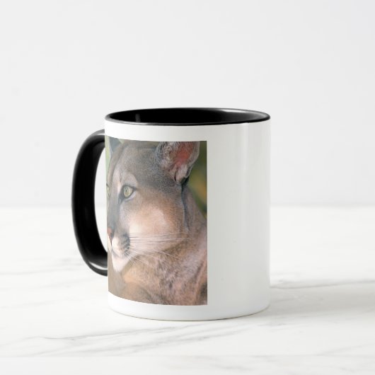 Mug Cougar, Californie (Devant gauche)