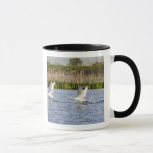 Mug Couple de cygnes de la toundra en décollage pour