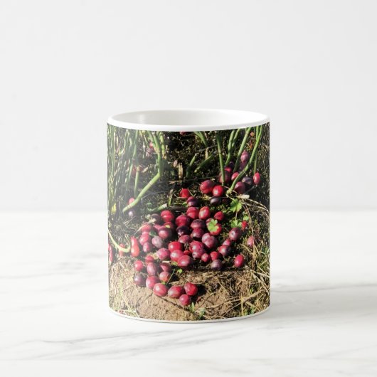 Mug Cranberry Farm, Long Beach, Washington (Centre)
