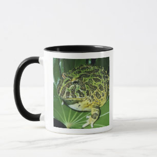 Mug Crapaud Orné, (Ceratophrys ornata),