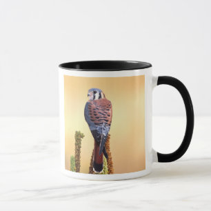 Mug Crécerelle américaine, Falco sparverius, Originair