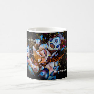 Mug Crevette arlequin, Hymenocera picta,