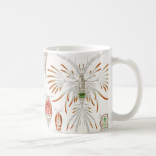 Mug Crustacés de la vie marine, Copépodes par Ernst Ha