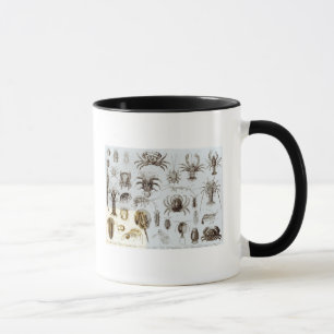 Mug Crustacés et arachnides