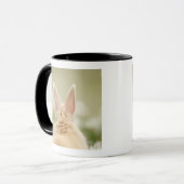 Mug Cuniculus 2 d'Oryctolagus (Devant gauche)