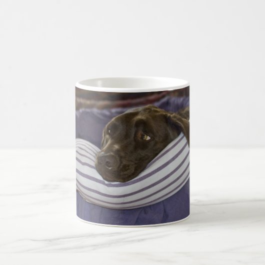 Mug Cute Chocolat Labrador Retriever Dog In Bed Photo (Centre)