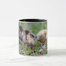 Cute Triplet Muscovy Ducklings Courir