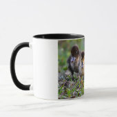 Mug Cute Triplet Muscovy Ducklings Courir (Gauche)