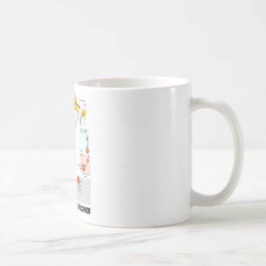 Mug Cycle de vie d'une fleur (angiosperme) (Droite)