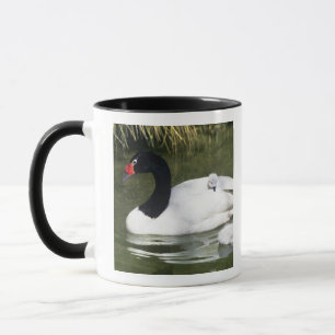 Mug Cygne à cou noir adulte et cygnets dans l'eau.