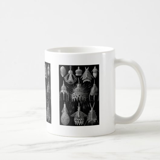Mug Cyrtoidea (Droite)
