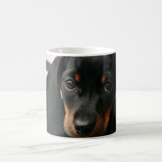 Mug Dachshund Chiot Animaux Canins (Centre)