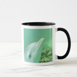 Mug Dauphins à gros nez Tursiops truncatus