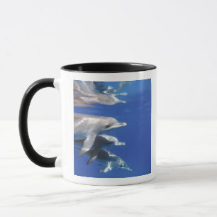 Mug dauphins tachetés de l'Atlantique. Bimini, Bahamas