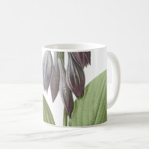 Mug daylily (Hemerocallis caerulea) par Redouté