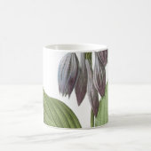 Mug daylily (Hemerocallis caerulea) par Redouté (Centre)