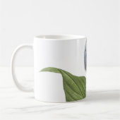 Mug daylily (Hemerocallis caerulea) par Redouté (Gauche)