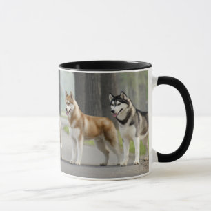 Mug De beaux chiens Husky sur un sentier naturel
