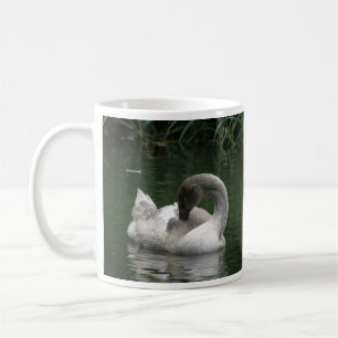 Mug de cygne endormi