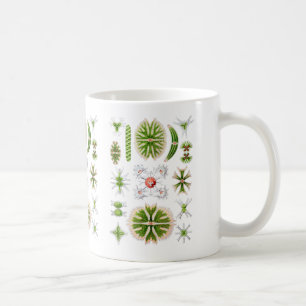 Mug Desmids