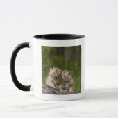Mug Deux chatons de Canada Lynx (Lynx Canadensis) (Gauche)