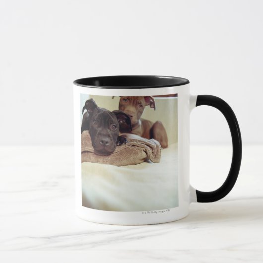 Mug Deux terriers de pitbull se reposant à (Droite)
