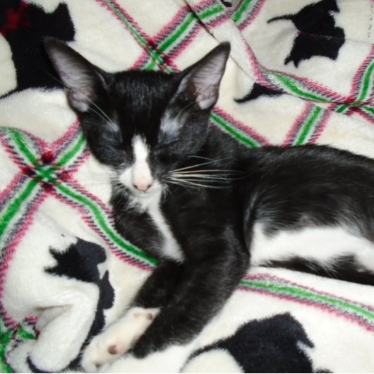 MUG DEUXIÈME AMENDEMENT PERMIS D'ARMES À FEU