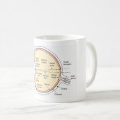 Mug Diagramme anatomique de boule d'oeil humain de (Devant droit)
