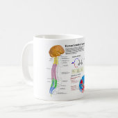 Mug Diagramme de la colonne vertébrale humaine (Devant gauche)