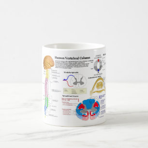 Mug Diagramme de la colonne vertébrale humaine