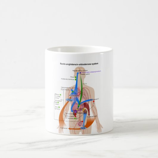Mug Diagramme de système (RAS) de rénine-angiotensine (Centre)