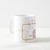 Mug Diagramme de voies de transduction de signal de (Devant gauche)