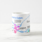 Mug Diagramme des facteurs de transcription des gènes  (Centre)