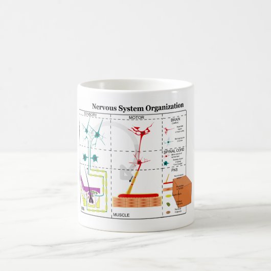 Mug Diagramme des fonctions système de système nerveux (Centre)