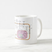 Mug Diagramme des voies de transduction du signal du g (Devant droit)